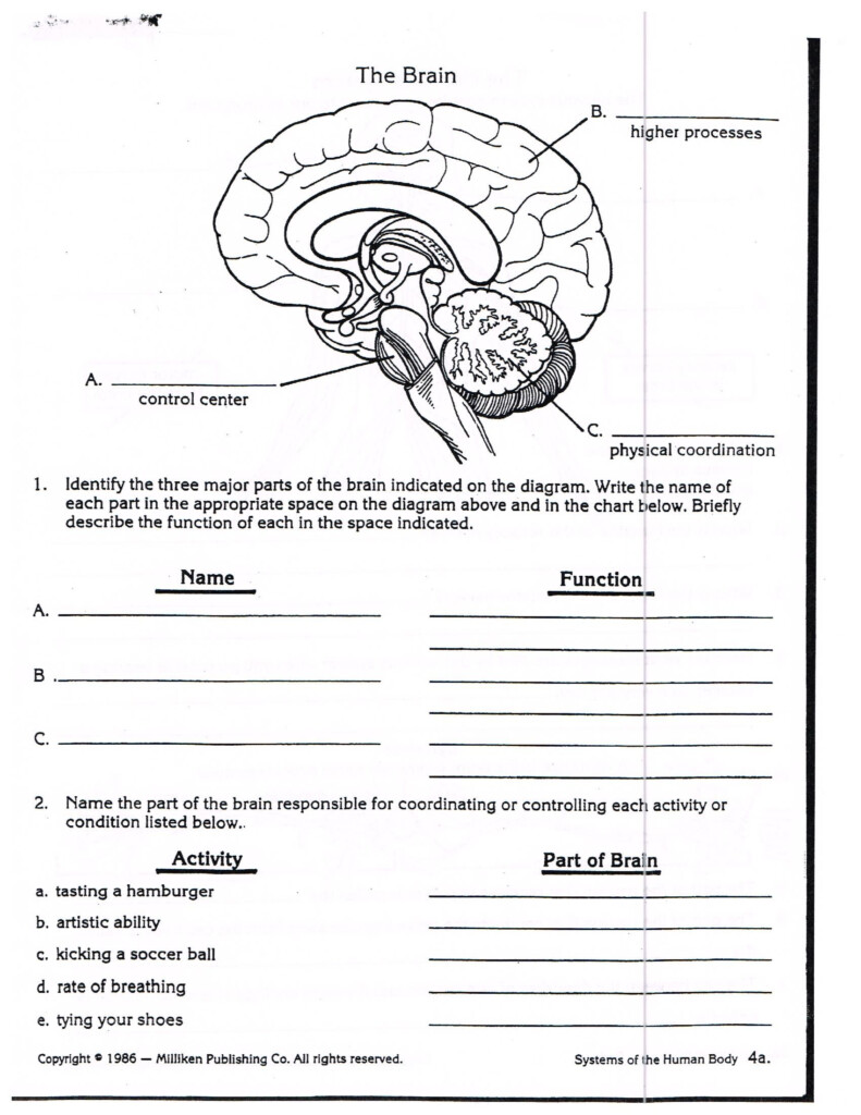 Nervous System Worksheet 3rd Grade Human Body Worksheets Science 