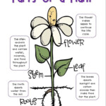 Parts Of A Plant Diagram For 4th Graders Plant Life Cycle Science