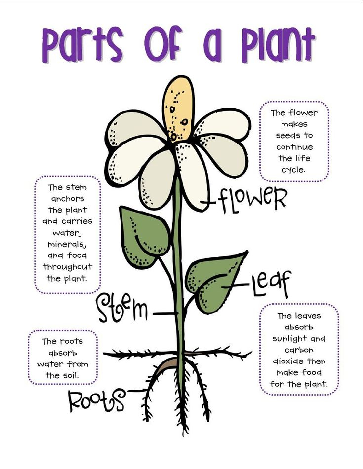 Parts Of A Plant Diagram For 4th Graders Plant Life Cycle Science 