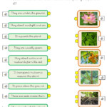 Parts Of A Plant Interactive Activity For Primero De Primaria You Can