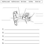 Parts Of The Ear And How We Hear Plan Worksheet Ear Parts Sound