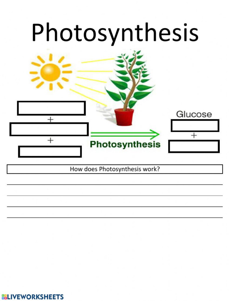 Photosynthesis Interactive Worksheet