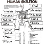 Physiology For Kids Google Search Skeletal System Worksheet Human