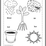 Pin By Diane Mayer On Science Preschool Science Activities Plants