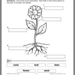 Pin By Megan Afia On Teaching Parts Of A Flower Plants Worksheets