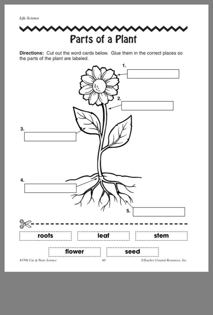 Pin By Megan Afia On Teaching Parts Of A Flower Plants Worksheets 