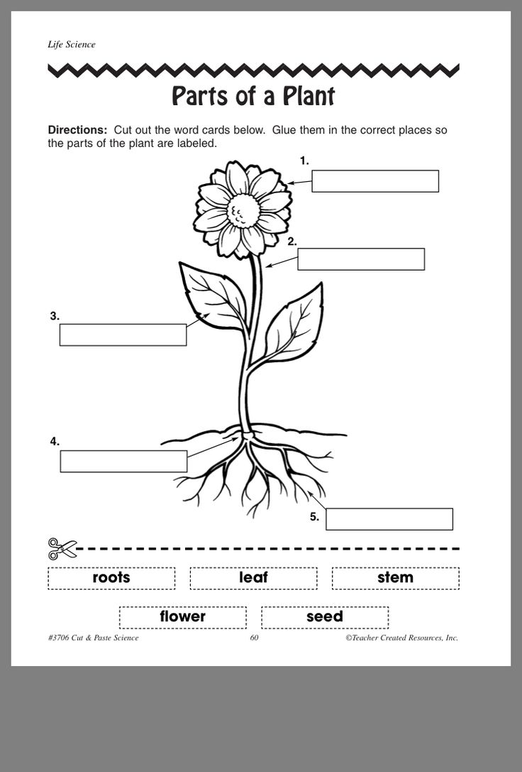 Pin By Megan Afia On Teaching Parts Of A Flower Plants Worksheets