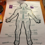 Pin On Skeletal System