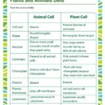 Plants And Animals Cells Science Printable For 5th Grade Science