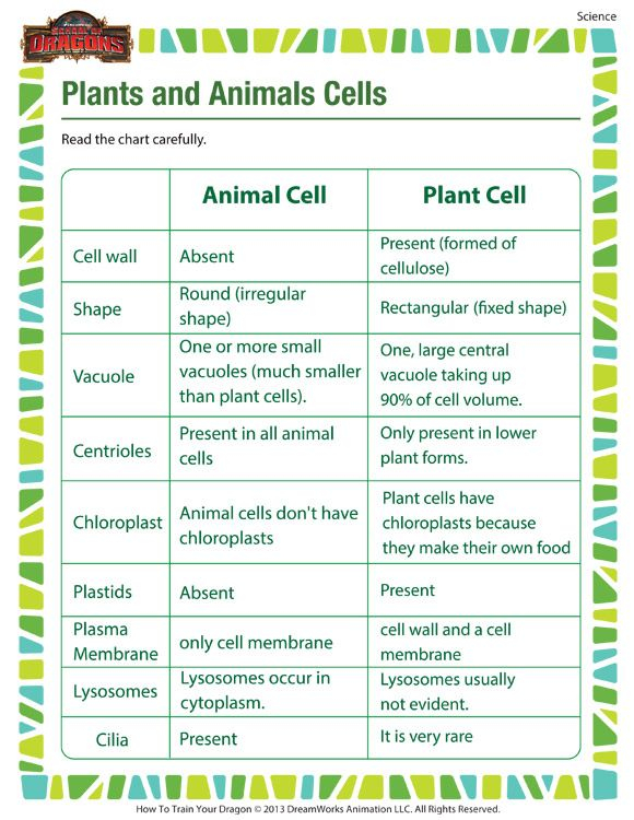 Plants And Animals Cells Science Printable For 5th Grade Science 