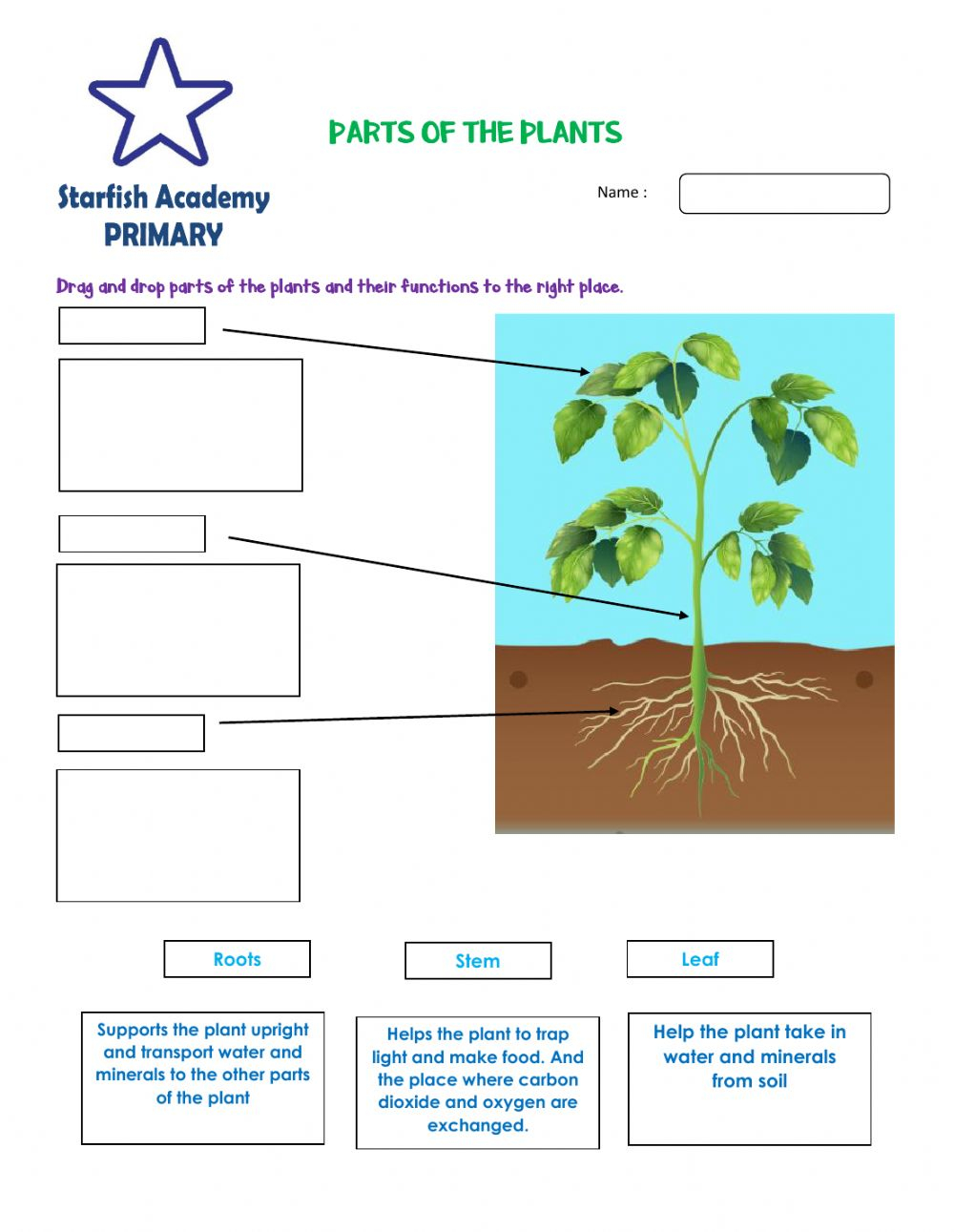 grade-4-science-worksheets-plants-scienceworksheets