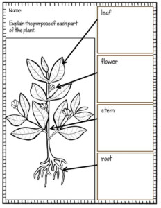 Plants Vocabulary Activities Games And Assessments 4th Grade ...