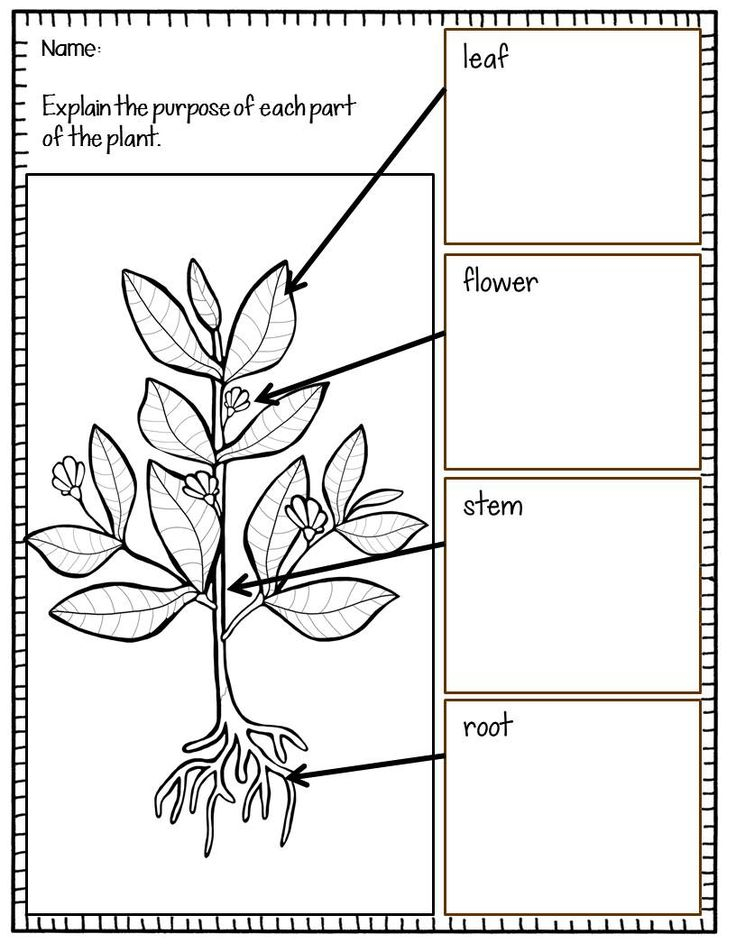 Plants Vocabulary Activities Games And Assessments 4th Grade