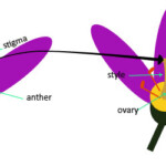 Pollination And Fertilization Science Lessons For Kids The K8 School