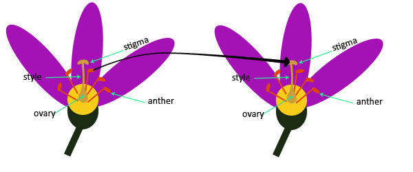 Pollination And Fertilization Science Lessons For Kids The K8 School