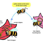 Pollination Process Bees