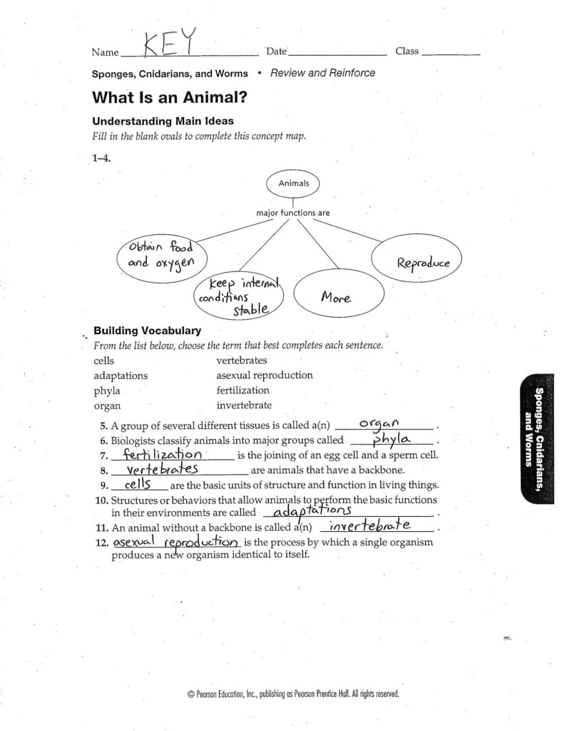 Prentice Hall Inc Science Worksheet Answers A Worksheet Blog