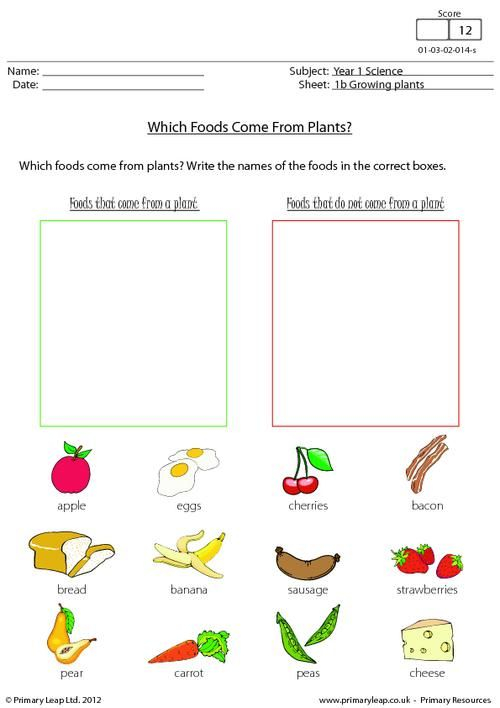 PrimaryLeap co uk Which Foods Come From Plants Worksheet Plants 