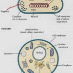 Procaryote And Eukaryote Comparision Prokaryotes Biology Notes
