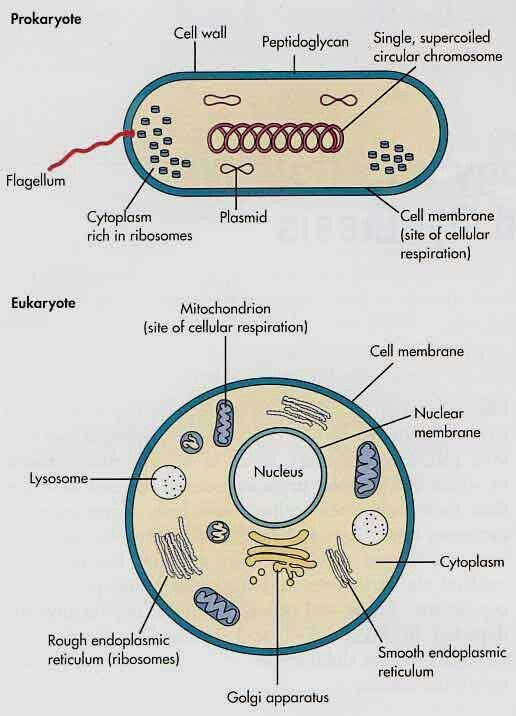 Procaryote And Eukaryote Comparision Prokaryotes Biology Notes 
