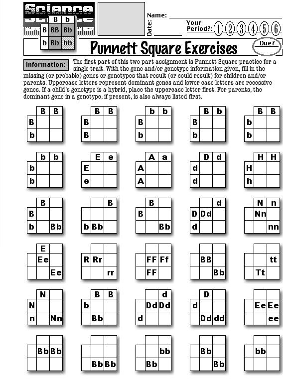 Punnett Square Practice Problems Worksheet Worksheet