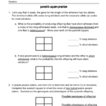 Punnett Square Practice Worksheet Answers Punnett Squares Practices