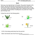 Roots Worksheet Plant Life Cycle Worksheet Science Science Worksheets