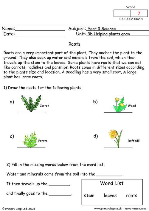 Roots Worksheet Plant Life Cycle Worksheet Science Science Worksheets