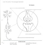 Science 8 Arcuri s Website