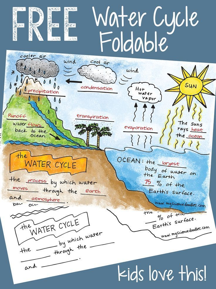 Science Doodle FREE The Water Cycle Interactive Notebook BUNDLE 