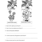 Science Grade 3 Parts Of Plants Quiz Worksheet