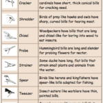 Science Mrs Kempe s 5th Grade Class Animal Adaptations Activities