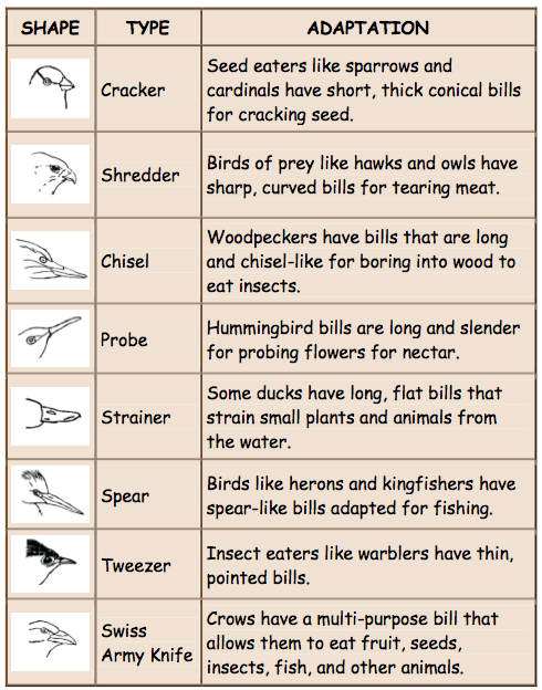 Science Mrs Kempe s 5th Grade Class Animal Adaptations Activities 