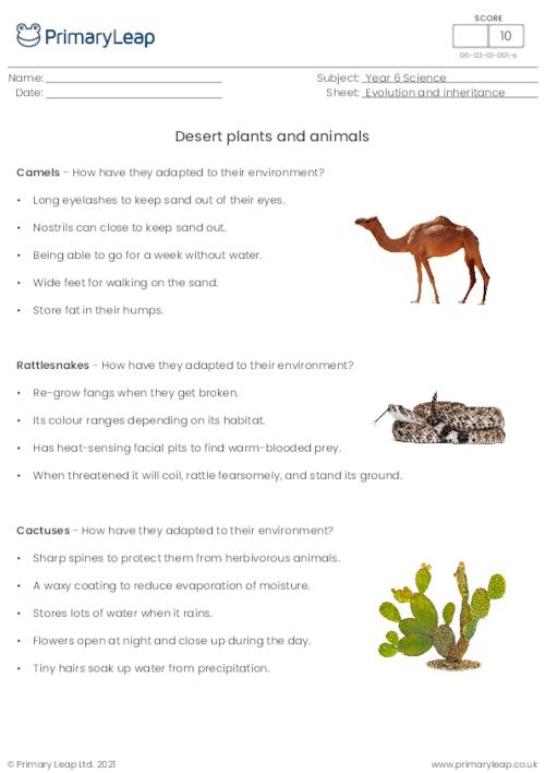 Science Predator Or Prey Worksheet PrimaryLeap co uk