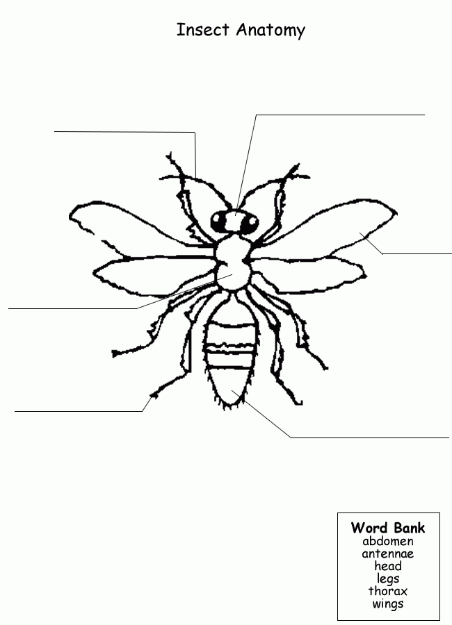 Science Worksheets Insects Insects Preschool Science Teaching Resources