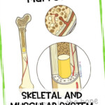 Skeletal And Muscular System Unit Upper Elementary Science Skeletal