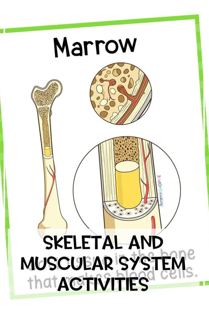 Skeletal And Muscular System Unit Upper Elementary Science Skeletal 