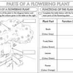 Structure Of A Flower Worksheet Answers Biology Igcse Best Flower Site