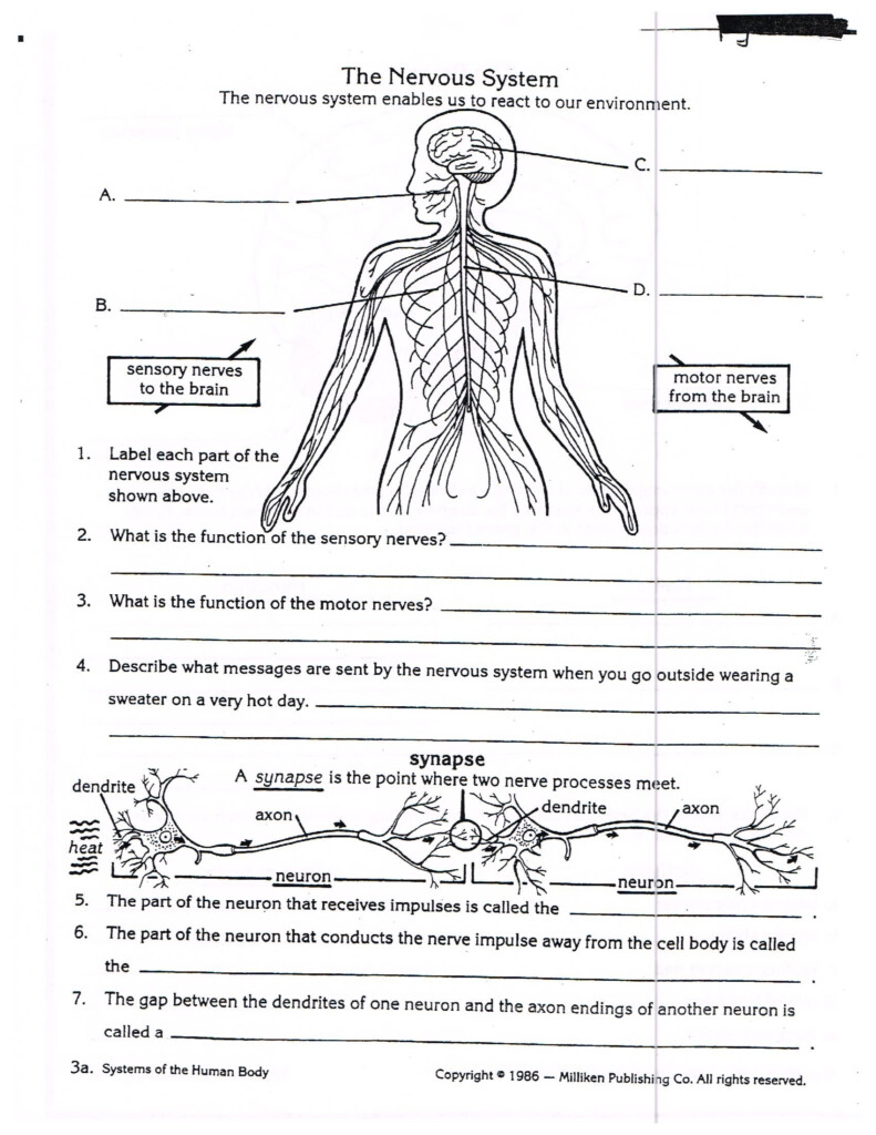 Teach Child How To Read Skeletal System Grade 5 Science Worksheets 