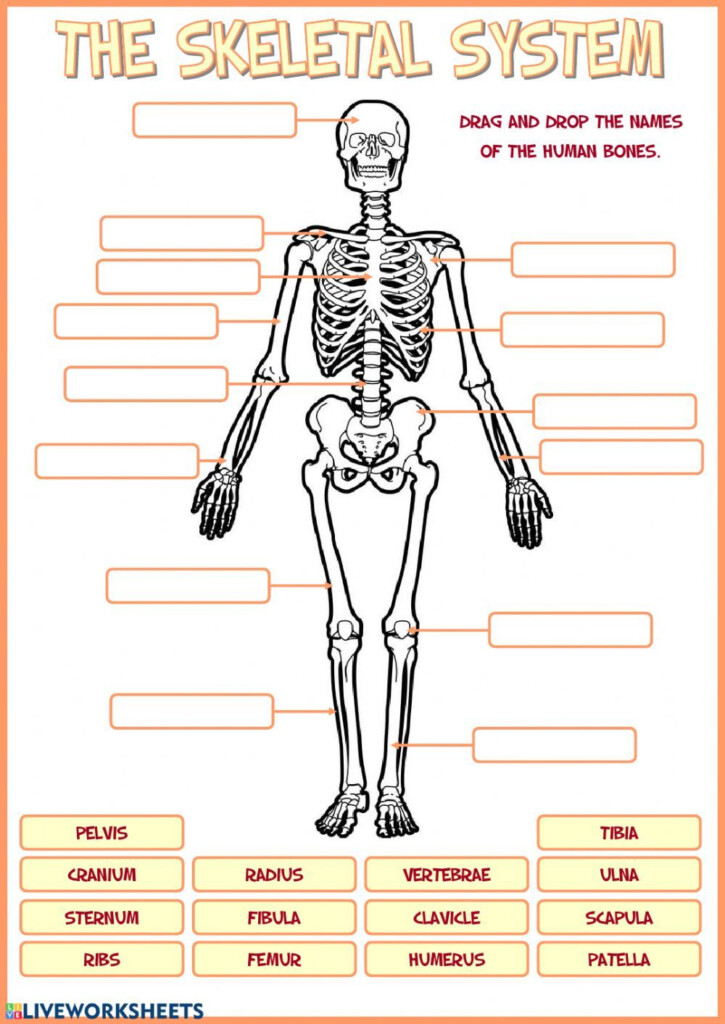 Teach Child How To Read Skeletal System Grade 5 Science Worksheets 