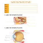 The Body Senses Nervous System Worksheet