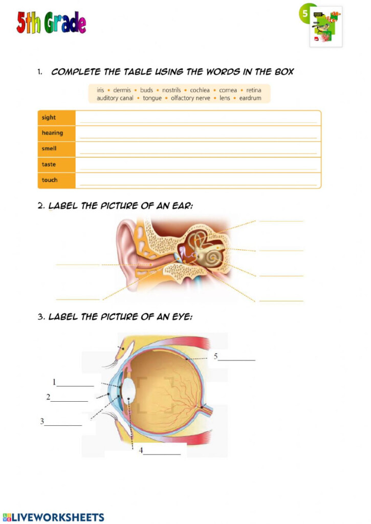 The Body Senses Nervous System Worksheet