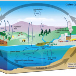 The Carbon Cycle Integrated Science