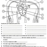 The Circulatory System Worksheets Answers Circulatory System For Kids