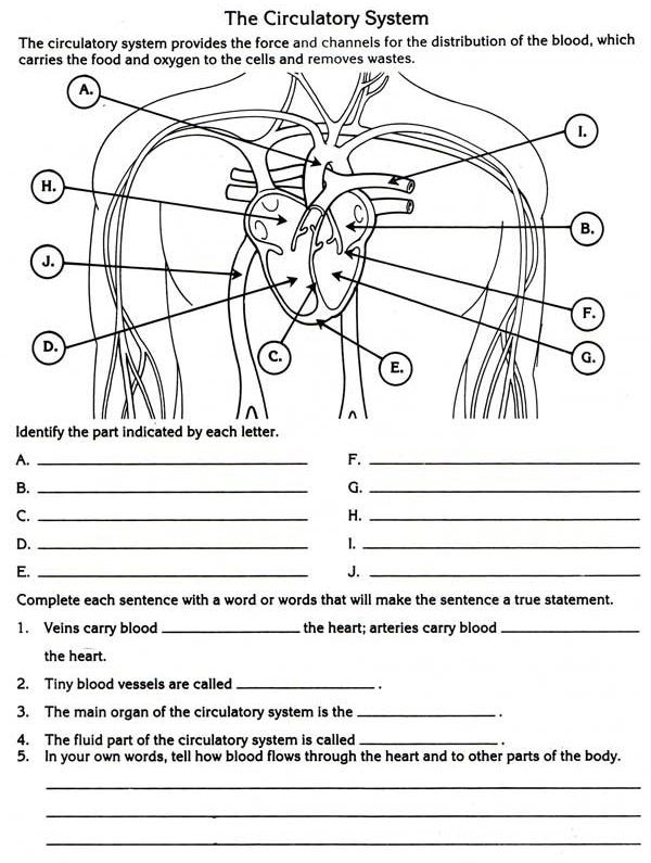 The Circulatory System Worksheets Answers Circulatory System For Kids 