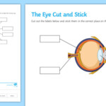 The Eye Cut And Stick Worksheet Worksheet teacher Made