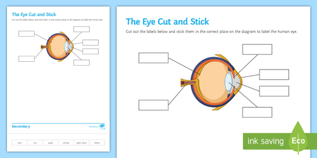 The Eye Cut And Stick Worksheet Worksheet teacher Made 