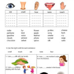 The Five Senses 2 Worksheet