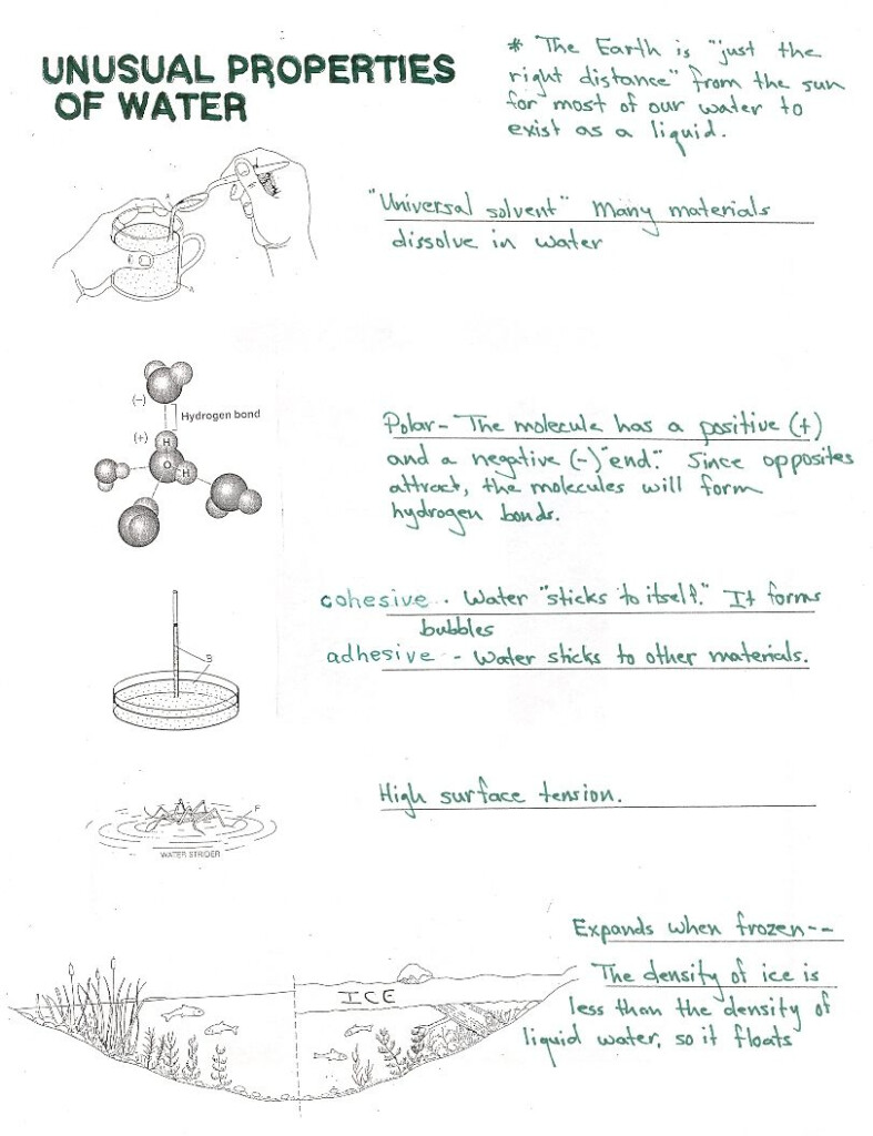 The Water Molecule Worksheet Answers Thekidsworksheet