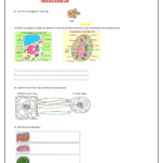 This Fun worksheet About Plant Animal Cells Has Been Prepared By